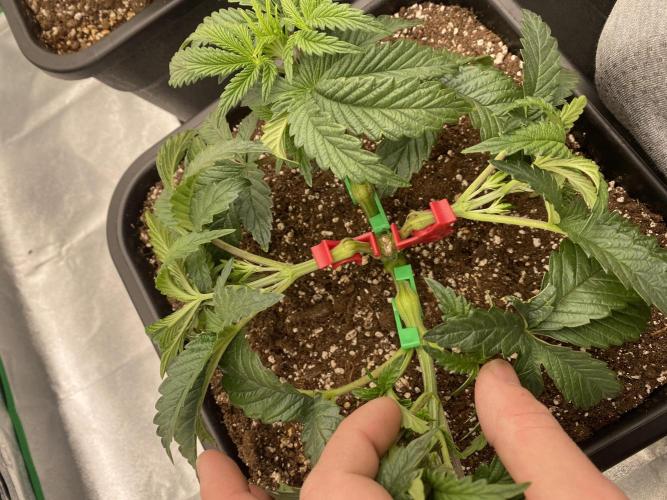 CZ LEGAL GROW. Week 4