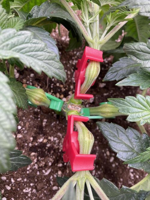 CZ LEGAL GROW. Week 4