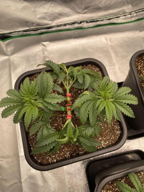 CZ LEGAL GROW. Week 4