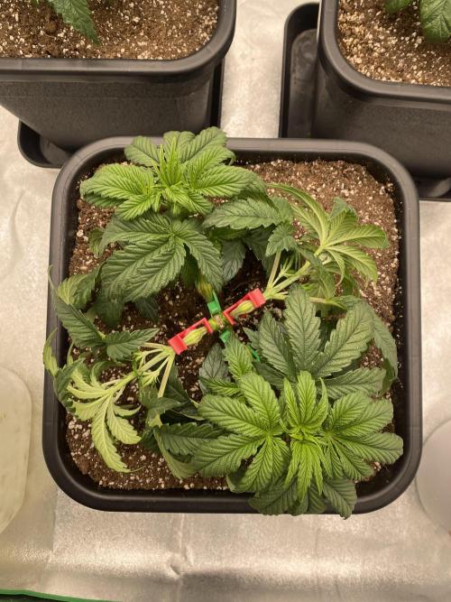 CZ LEGAL GROW. Week 4