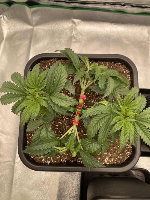 CZ LEGAL GROW. Week 4