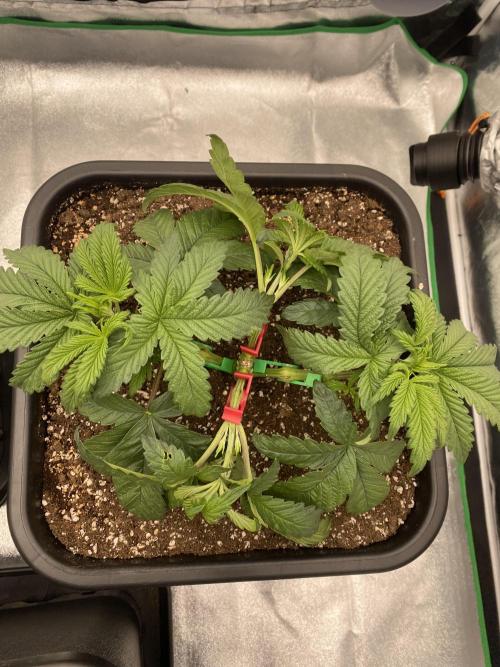 CZ LEGAL GROW. Week 4