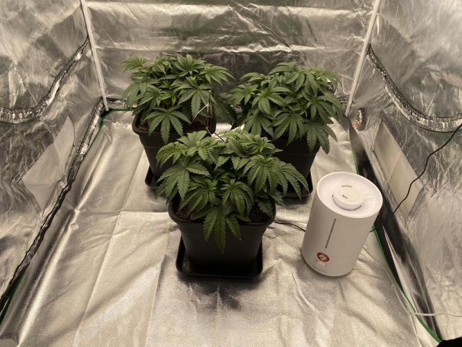 CZ LEGAL GROW. Week 5