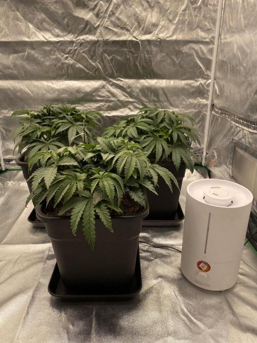 CZ LEGAL GROW. Week 5