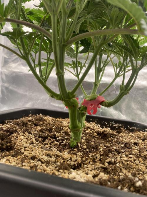 CZ LEGAL GROW. Week 5