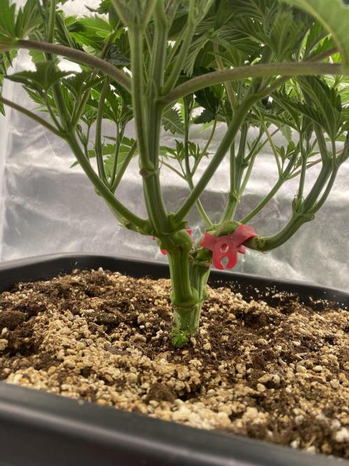 CZ LEGAL GROW. Week 5