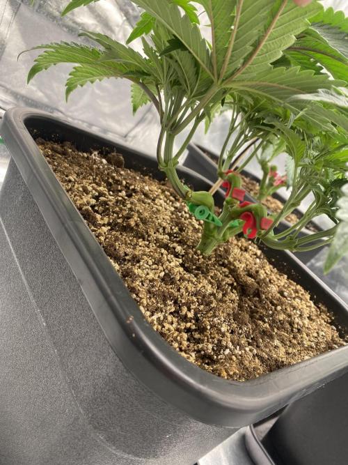 CZ LEGAL GROW. Week 5