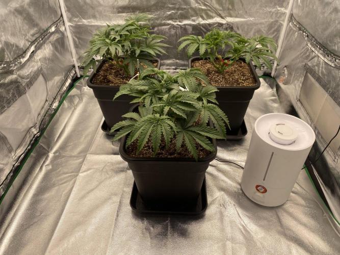 CZ LEGAL GROW. Week 5