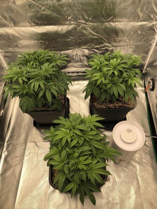 CZ LEGAL GROW. Week 6