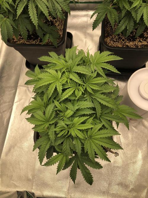 CZ LEGAL GROW. Week 6