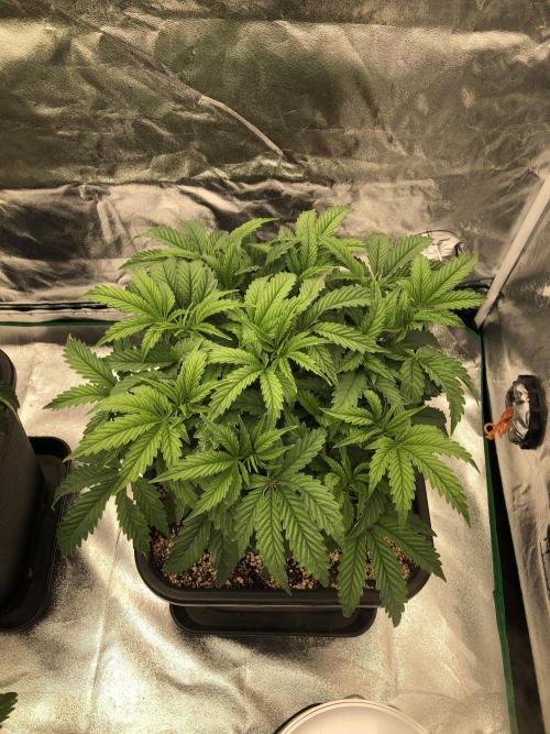 CZ LEGAL GROW. Week 6