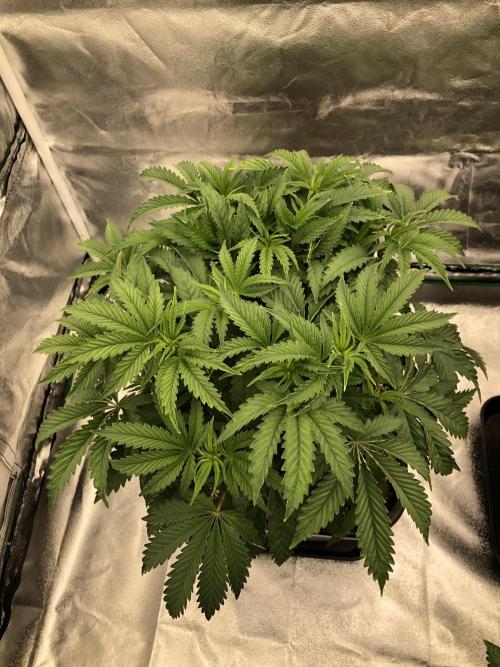 CZ LEGAL GROW. Week 6