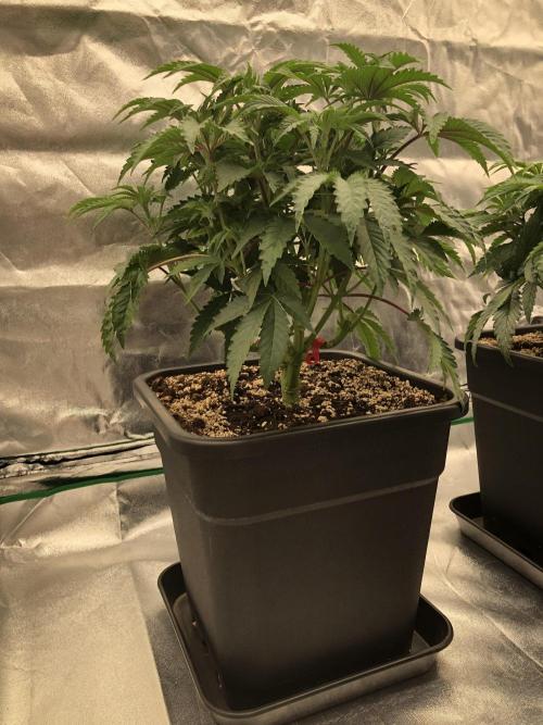 CZ LEGAL GROW. Week 6