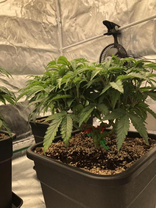 CZ LEGAL GROW. Week 6