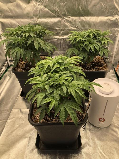 CZ LEGAL GROW. Week 6