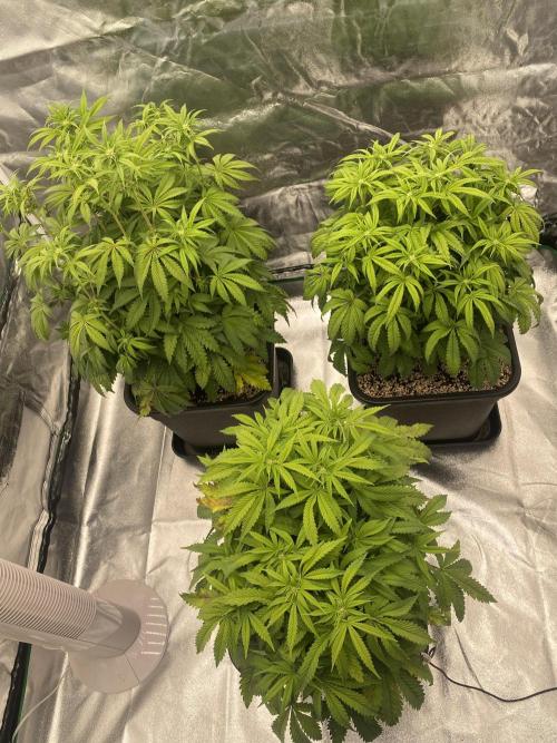 CZ LEGAL GROW. Week 7