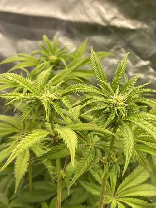 CZ LEGAL GROW. Week 7