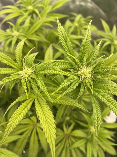 CZ LEGAL GROW. Week 7