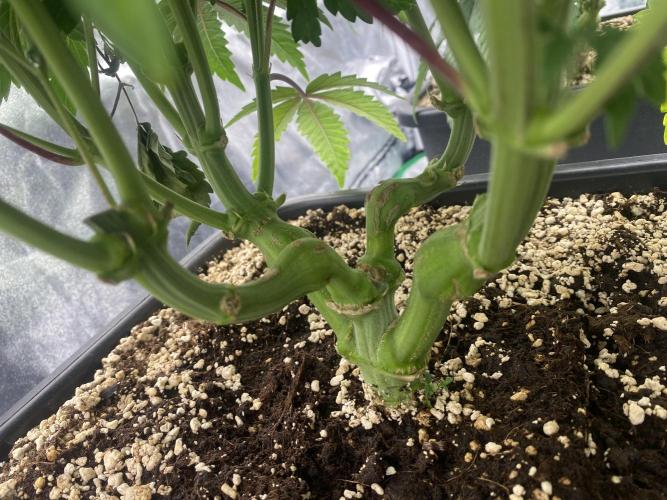 CZ LEGAL GROW. Week 7