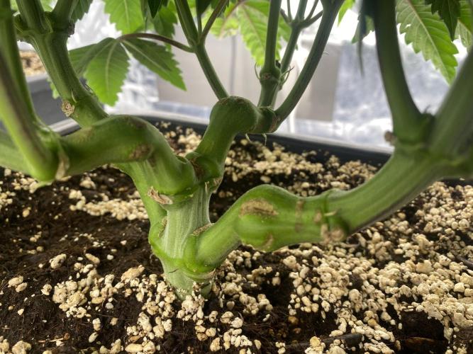 CZ LEGAL GROW. Week 7