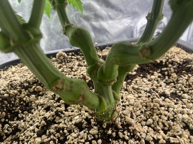 CZ LEGAL GROW. Week 7