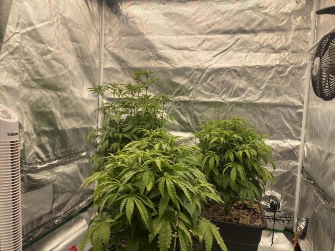 CZ LEGAL GROW. Week 7