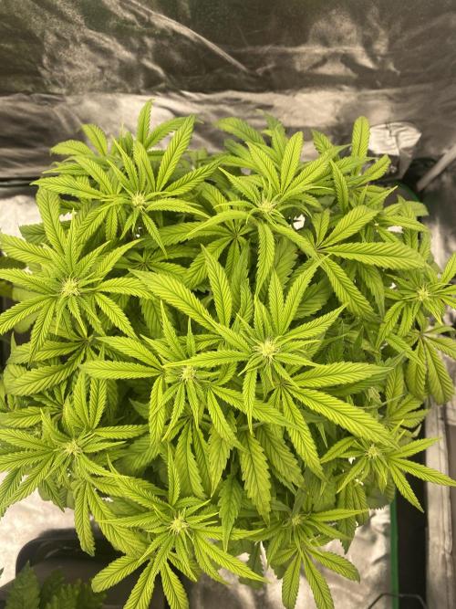 CZ LEGAL GROW. Week 7