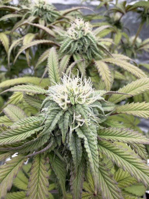 CZ LEGAL GROW. Week 9