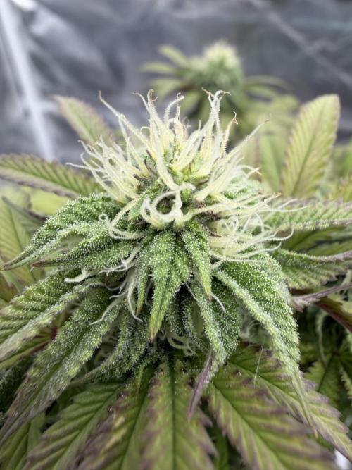 CZ LEGAL GROW. Week 9