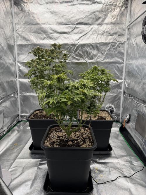 CZ LEGAL GROW. Week 9