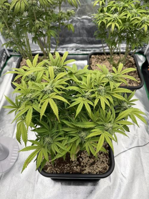 CZ LEGAL GROW. Week 9