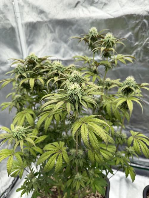CZ LEGAL GROW. Week 9