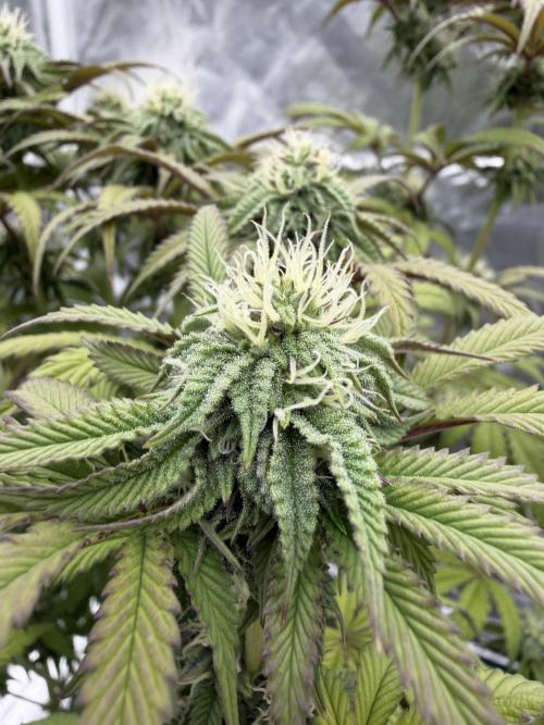 CZ LEGAL GROW. Week 9