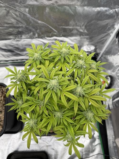 CZ LEGAL GROW. Week 9