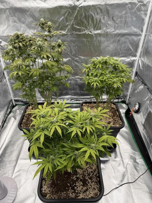 CZ LEGAL GROW. Week 9