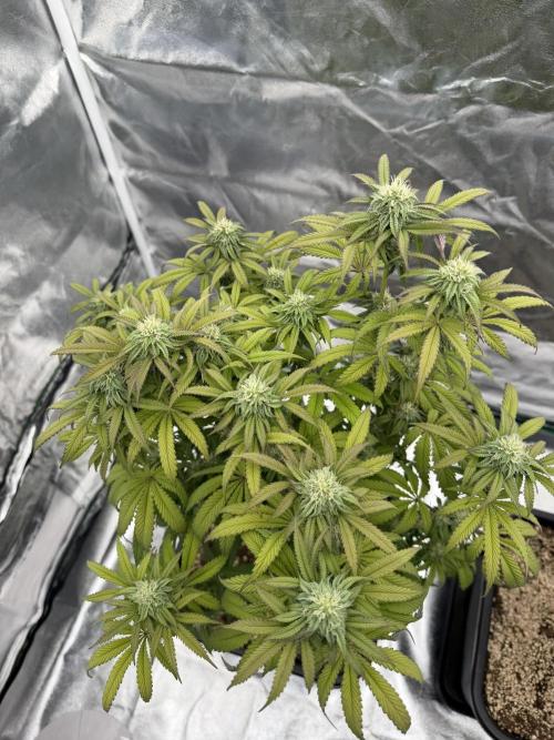 CZ LEGAL GROW. Week 9
