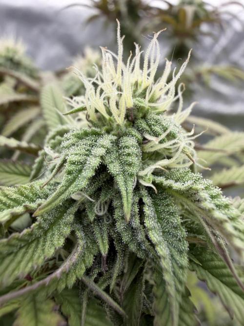 CZ LEGAL GROW. Week 9