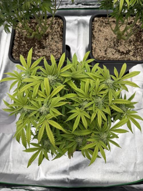 CZ LEGAL GROW. Week 9