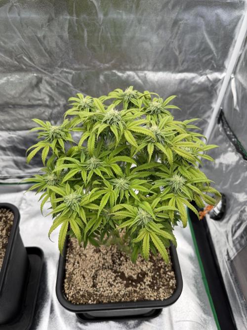 CZ LEGAL GROW. Week 9