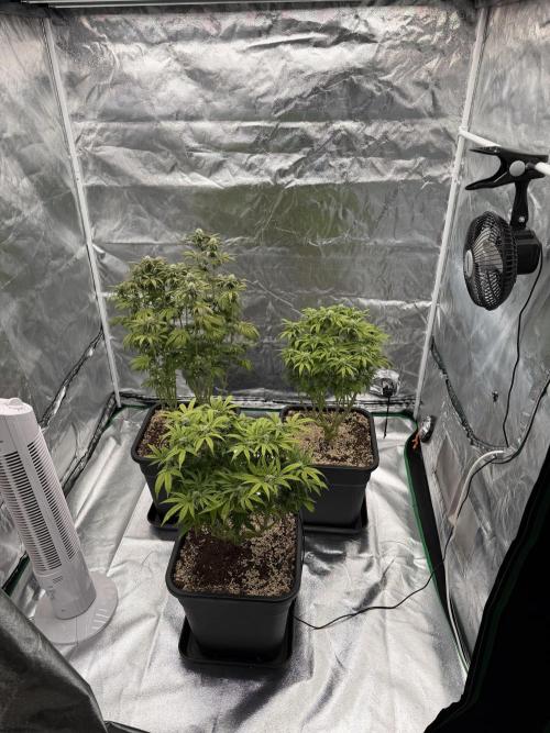CZ LEGAL GROW. Week 9