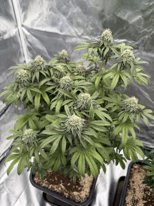 CZ LEGAL GROW. Week 10