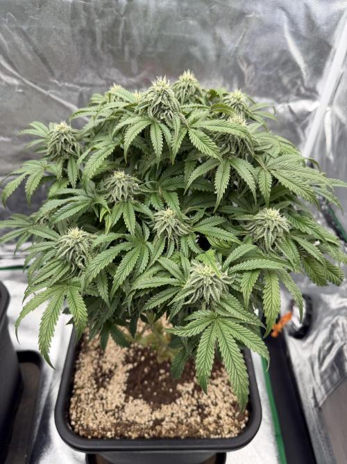 CZ LEGAL GROW. Week 10