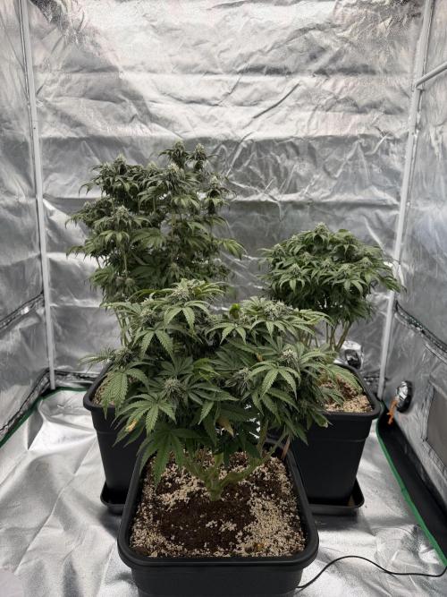 CZ LEGAL GROW. Week 10