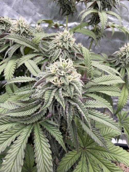 CZ LEGAL GROW. Week 10