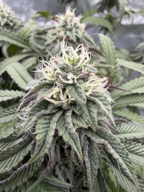 CZ LEGAL GROW. Week 10