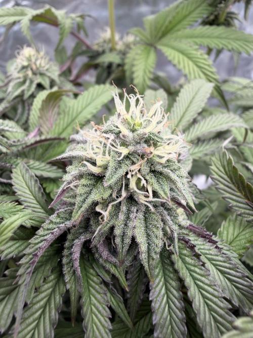 CZ LEGAL GROW. Week 10