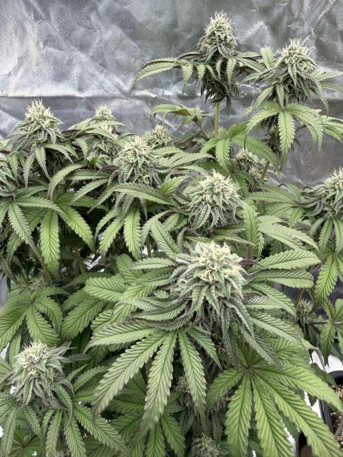 CZ LEGAL GROW. Week 10