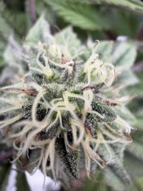 CZ LEGAL GROW. Week 10
