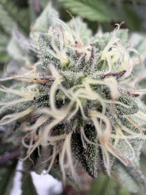 CZ LEGAL GROW. Week 10