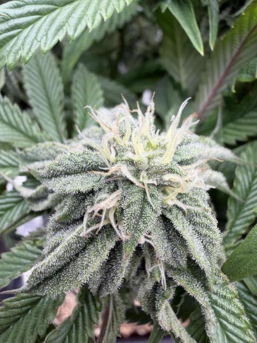 CZ LEGAL GROW. Week 10